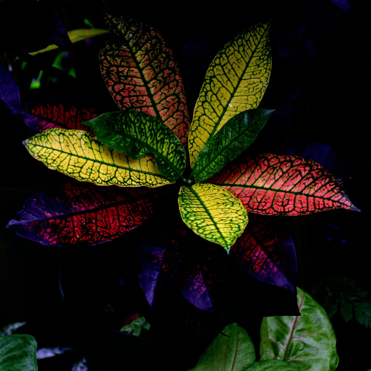 colorful | GANREF