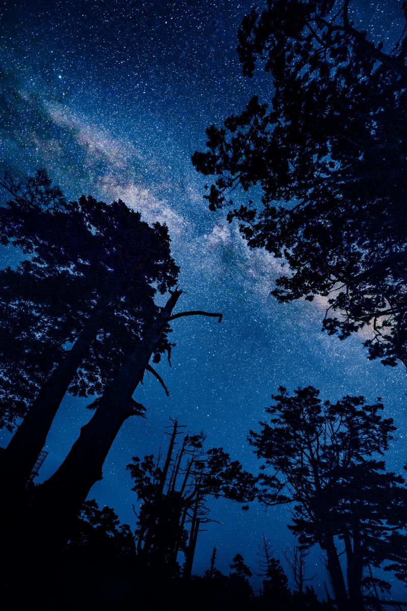 夜 の 森 Ganref