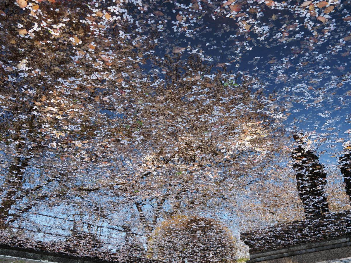 Reflection | GANREF