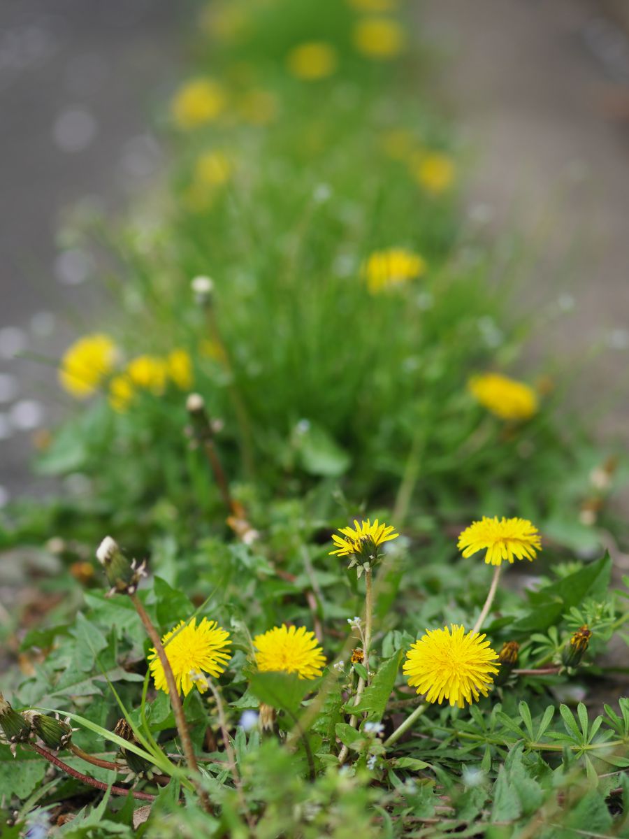 たんぽぽロード | GANREF