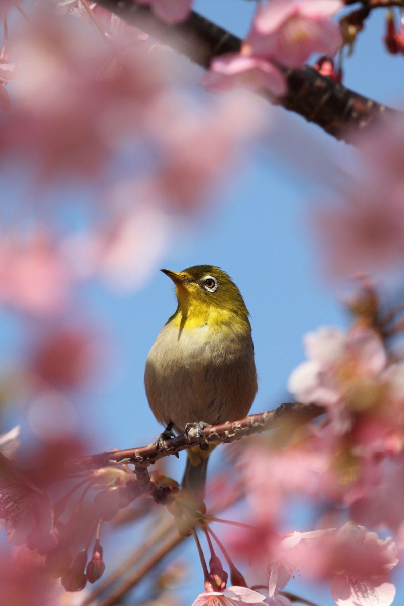 春の兆し | GANREF