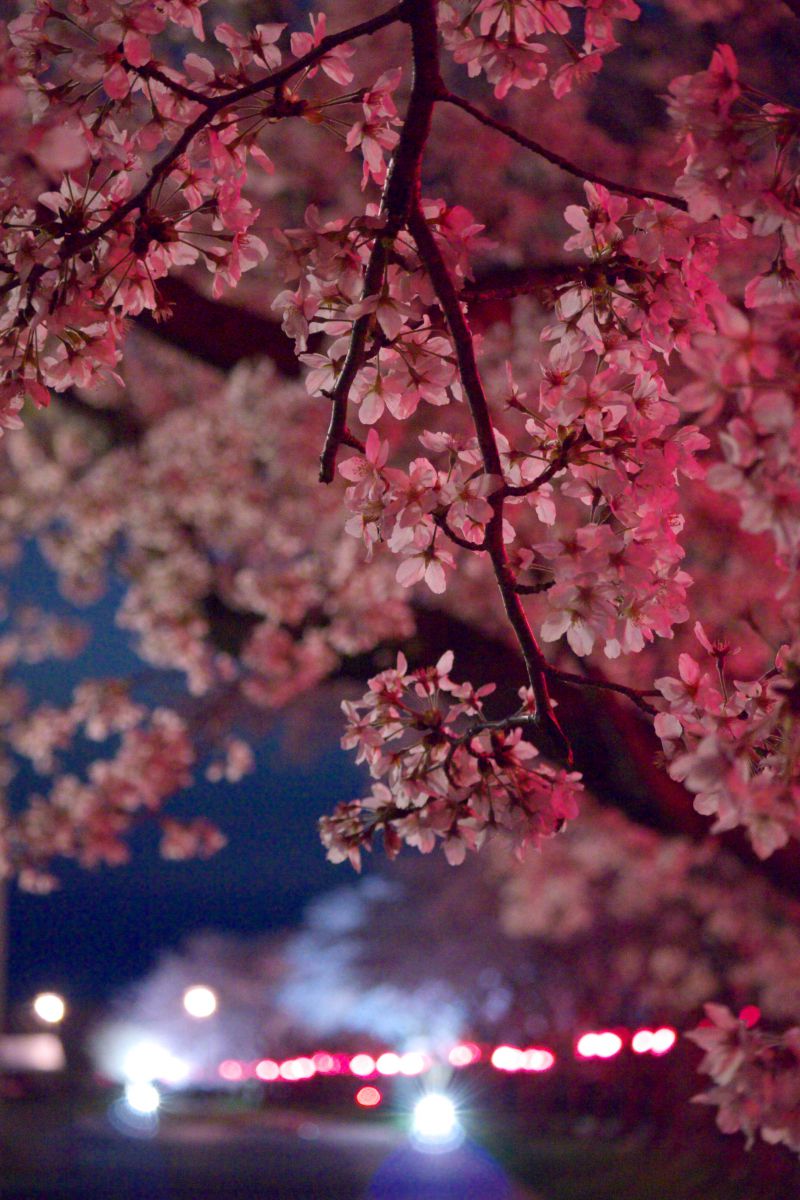 宵桜ページ 062f801b2ae83bc32bdf34dbc1582d