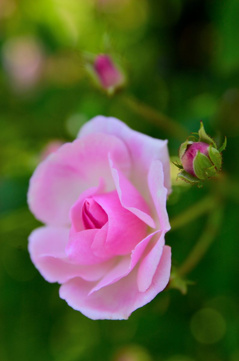 Pink Rose | GANREF