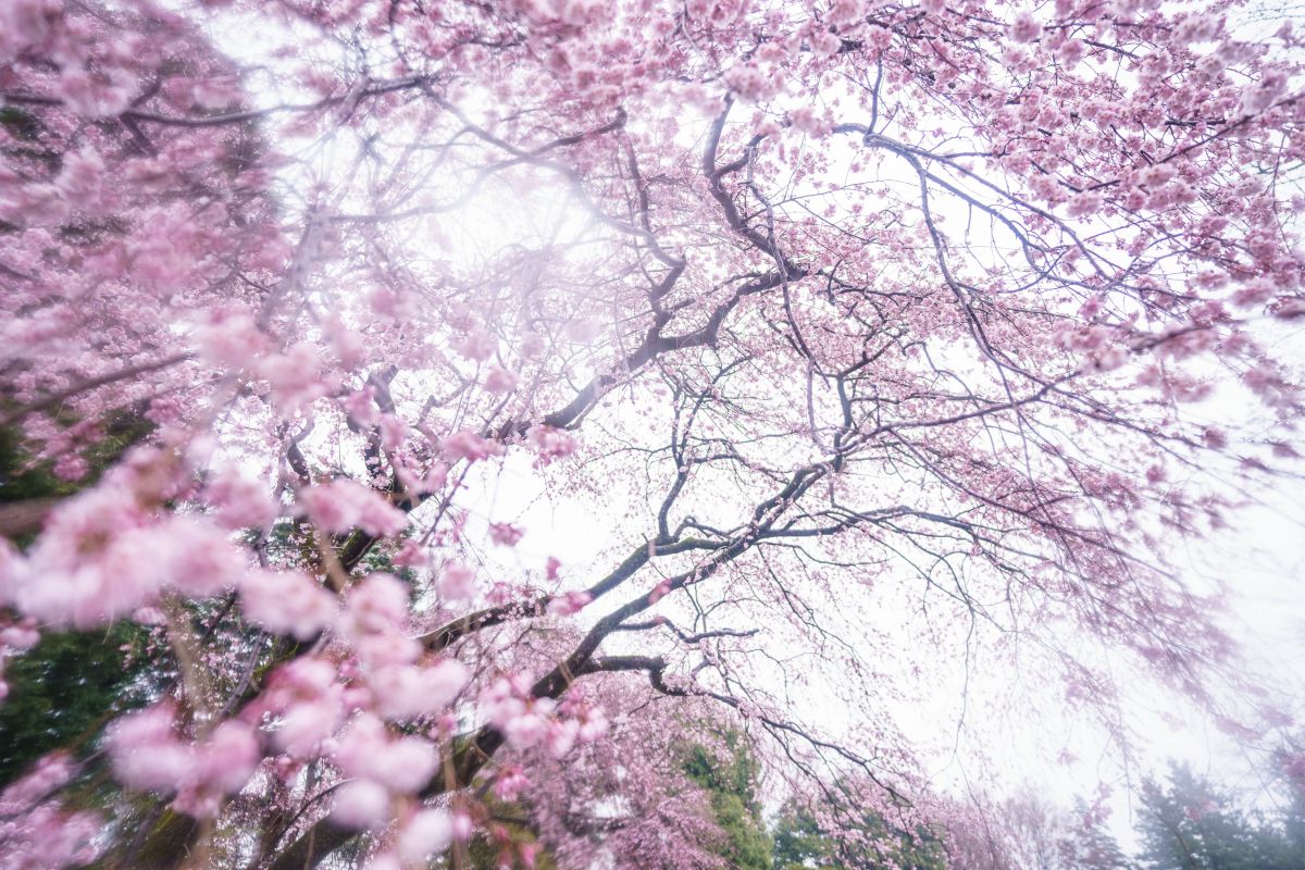春霞 | GANREF