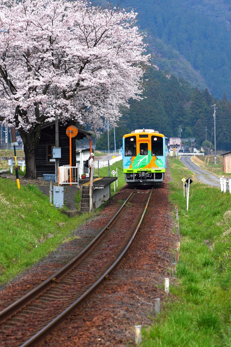 16年4月 樽見鉄道 高科さくら | GANREF
