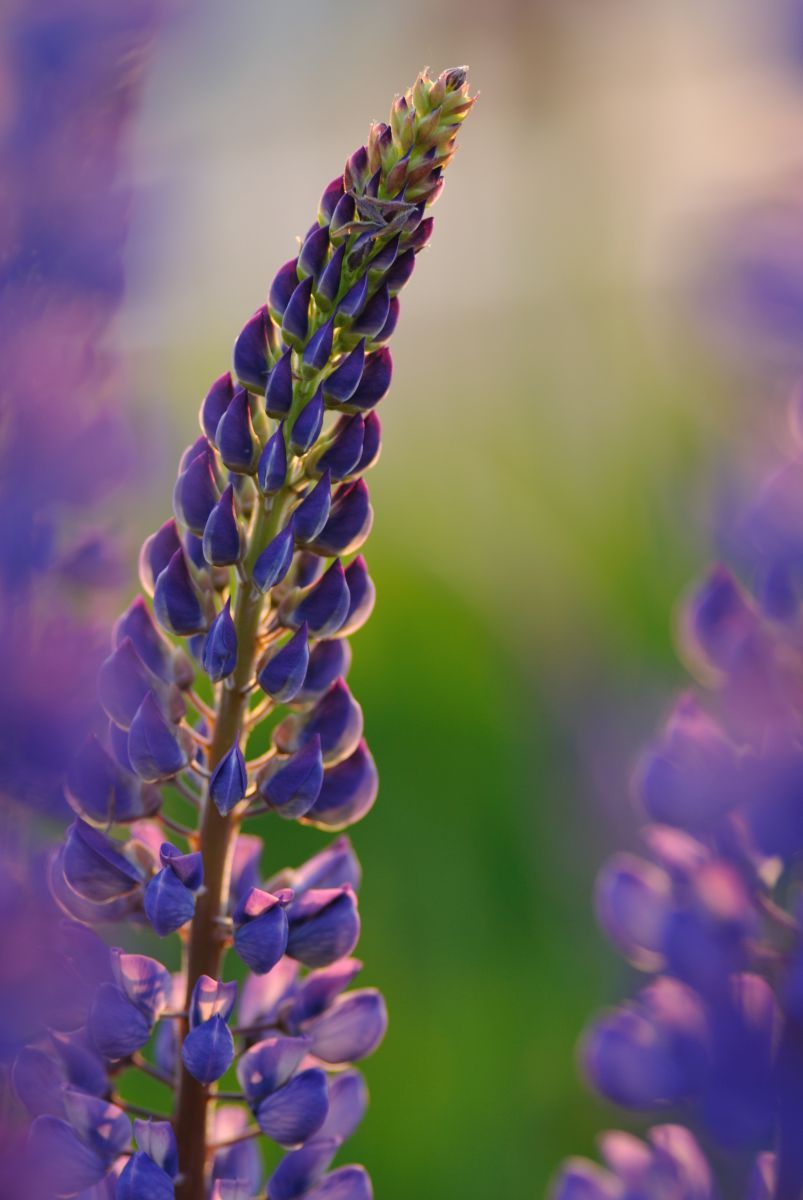 purple fairy | GANREF