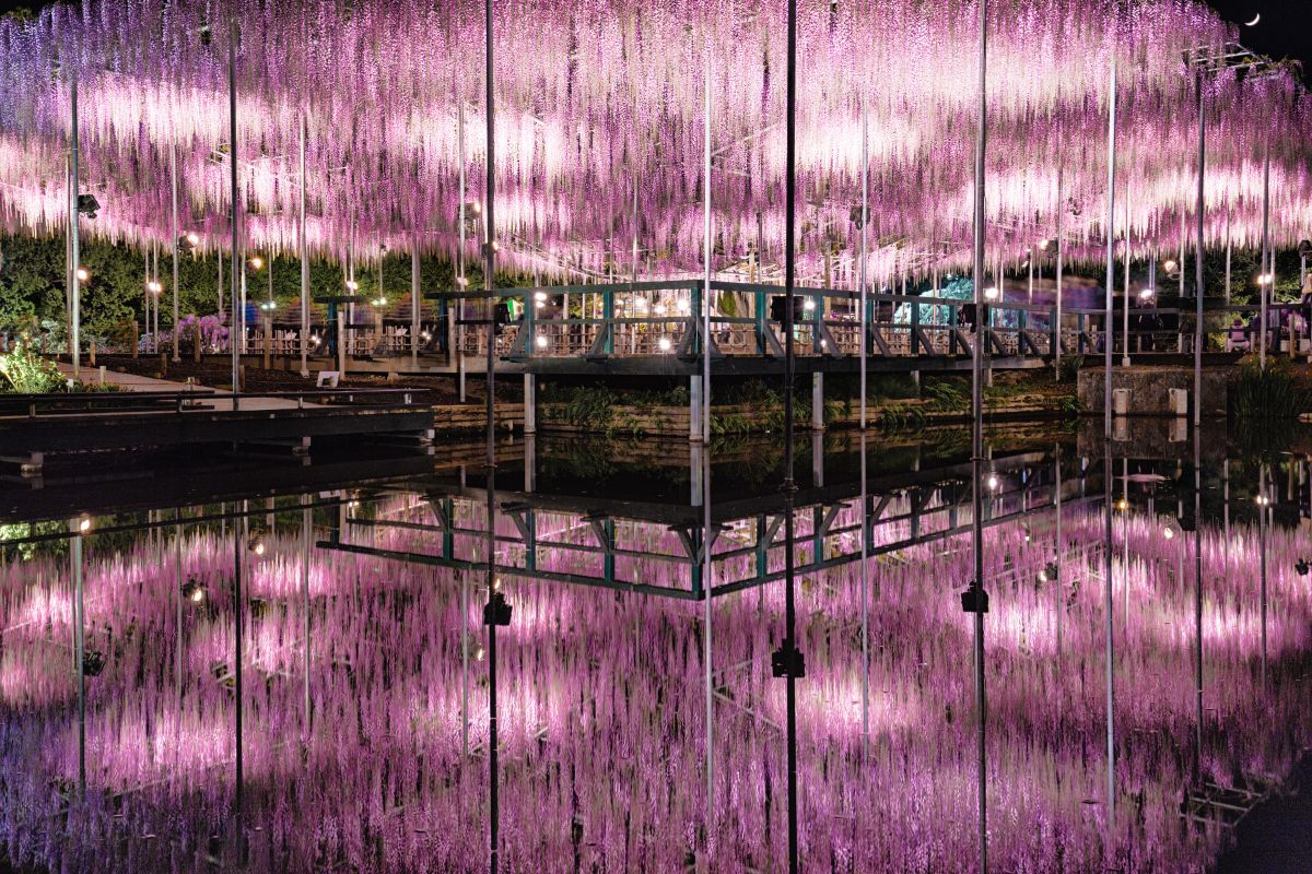 PURPLE REFLECTION | GANREF
