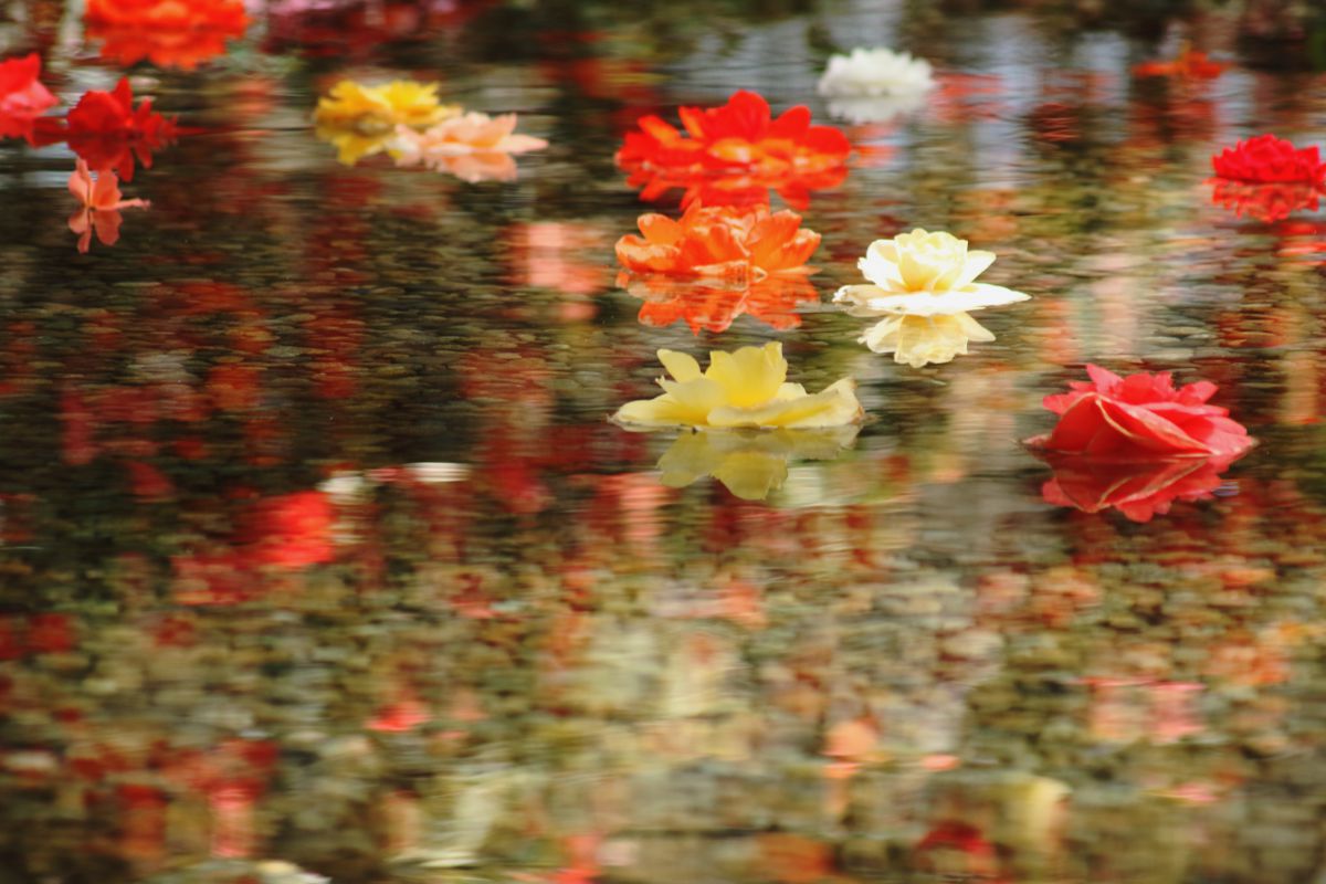 水面の花びら 4枚セット 水面の花 | GANREF