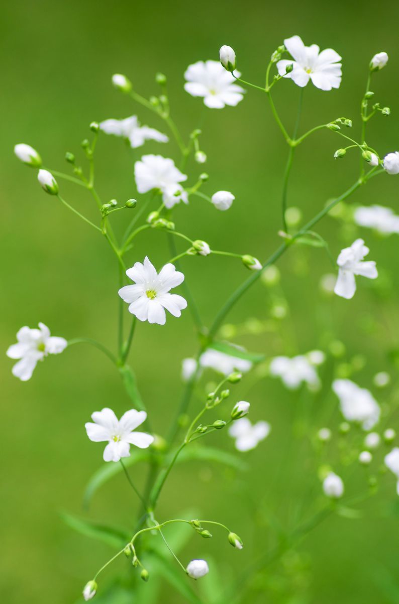 かすみ草ページ２ かすみ草 | GANREF