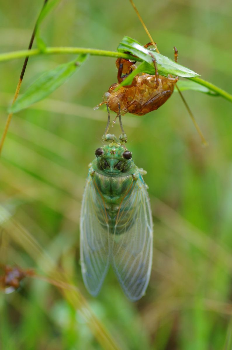 道楽　クマゼミ クマゼミ