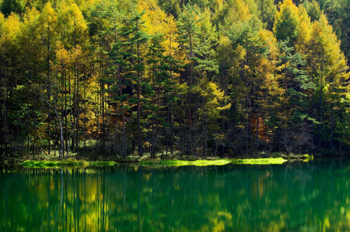 緑の湖面 91cm×122cm d3b2afaa2e1f762b9c51e4deda1576