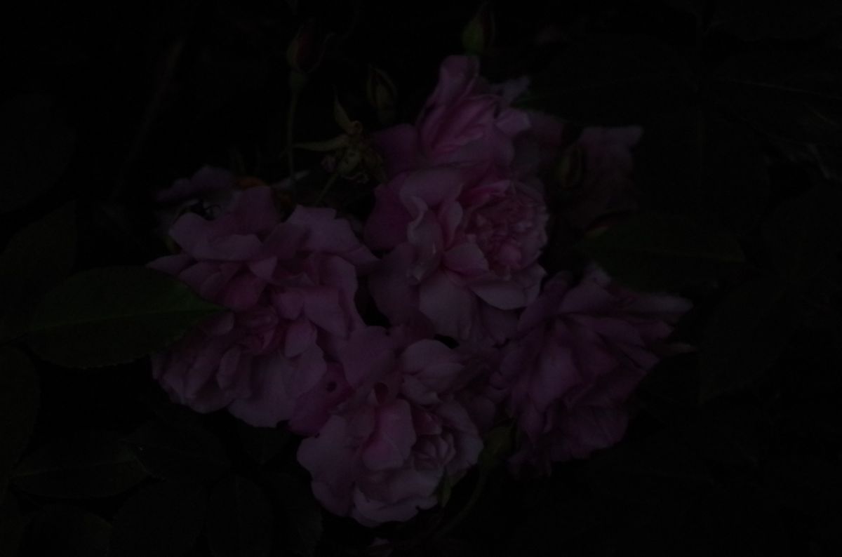闇の花 | GANREF