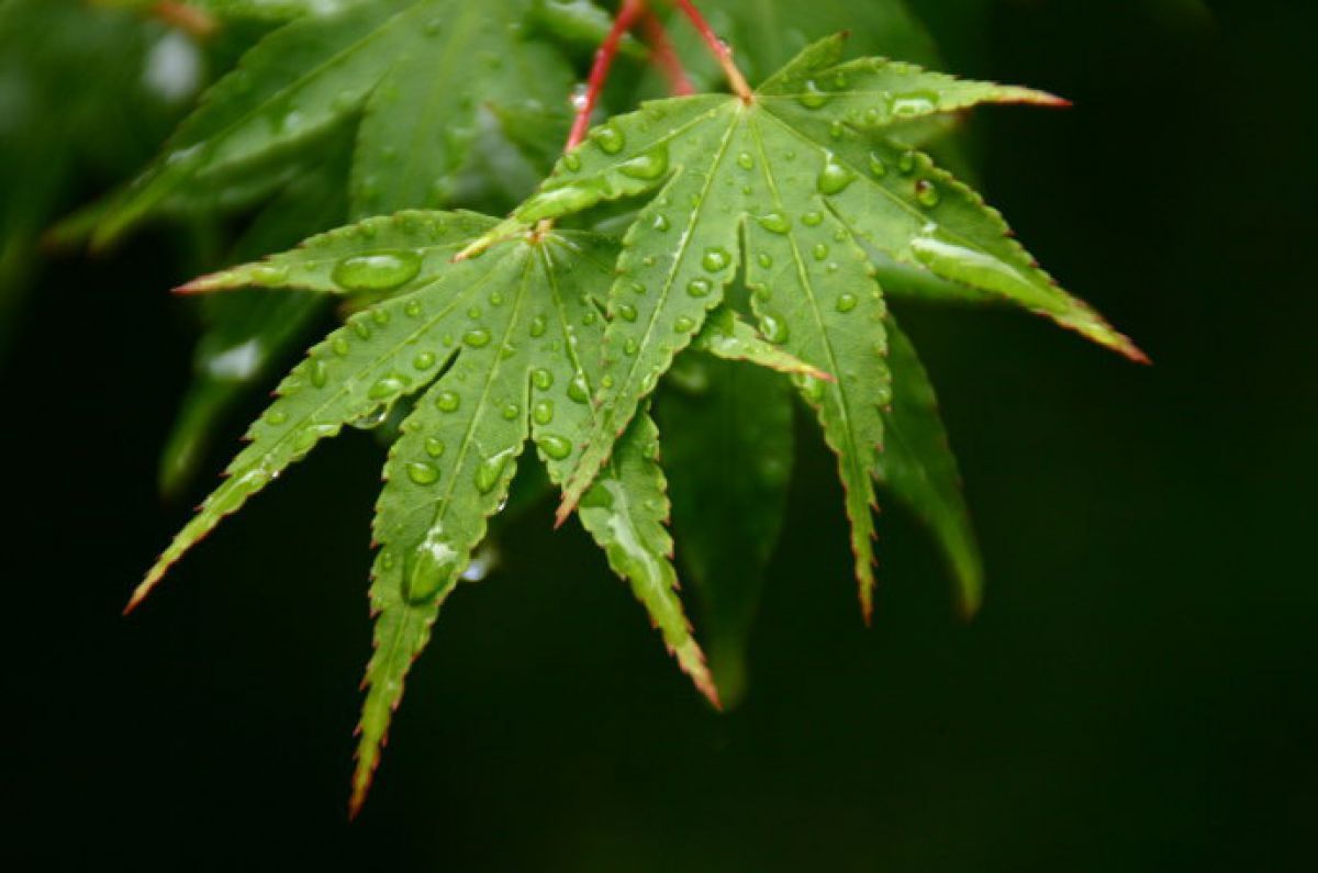 rain in green | GANREF
