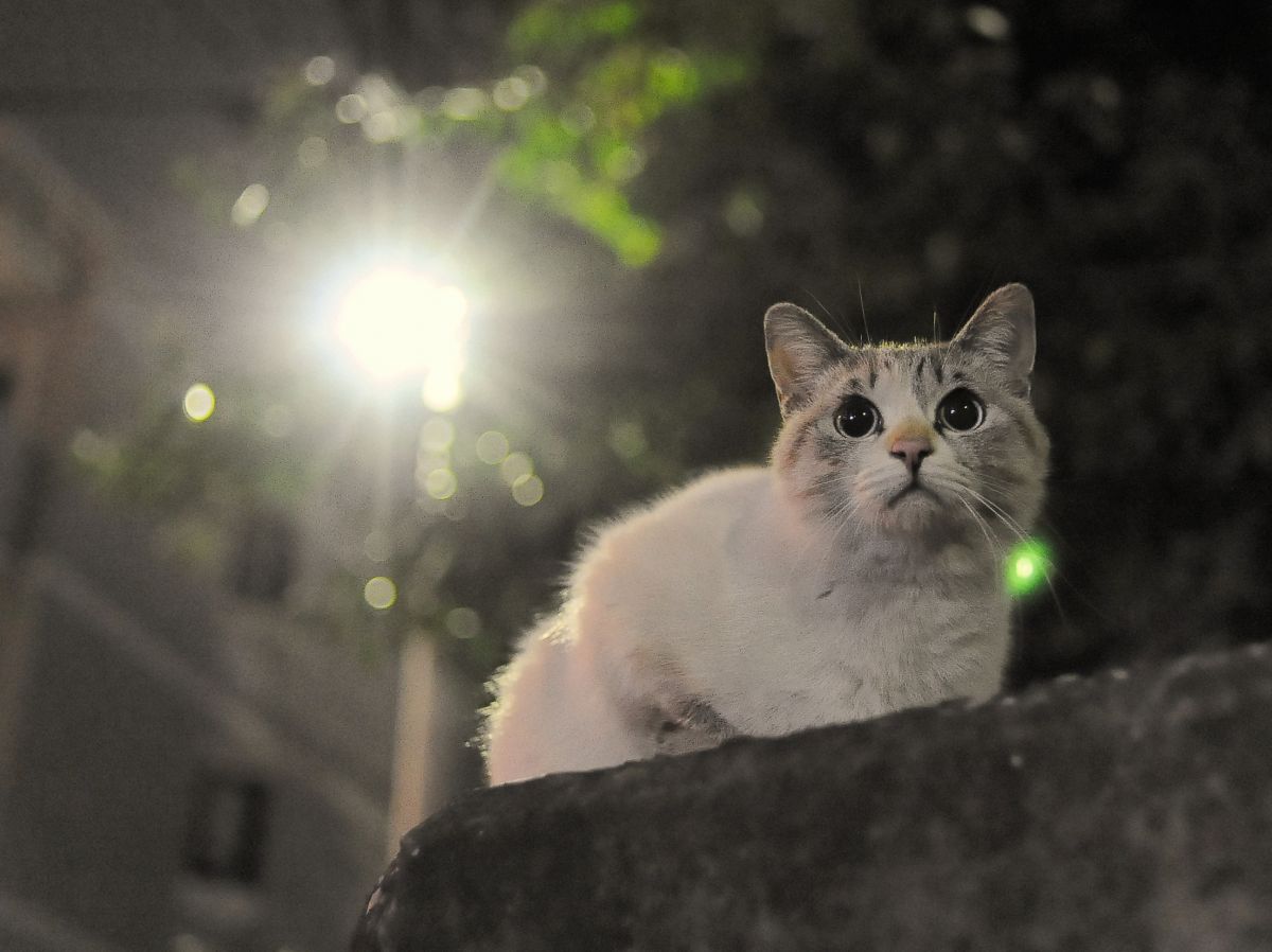 夜になると猫はみんな茶色になる（俗な表現）