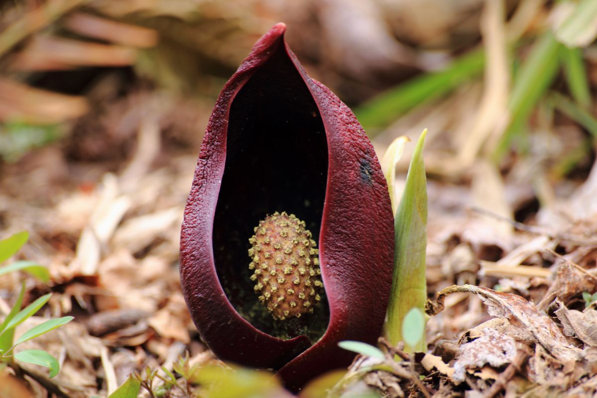 はるざぜんそう、さん確認用 ザゼンソウ（座禅草） | 吹田市立自然の家 もくもくの里