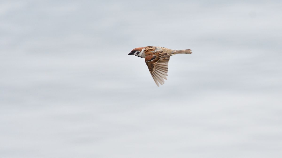 スズメの飛翔 | GANREF