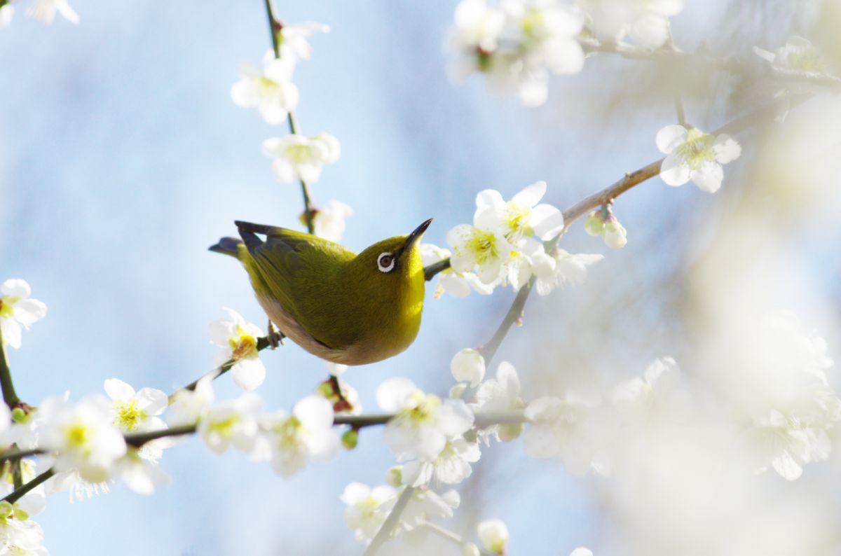 梅次郎 Ⅱ GANREF