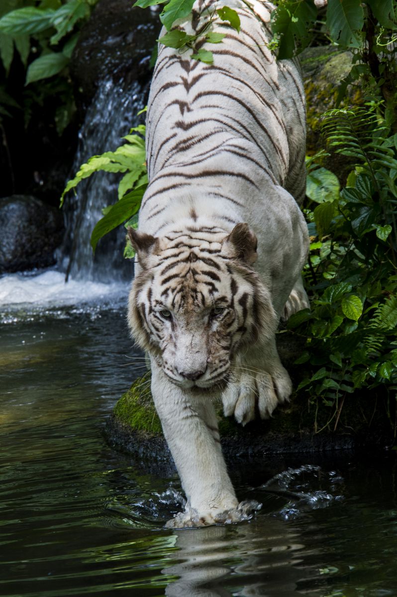 White Tiger | GANREF