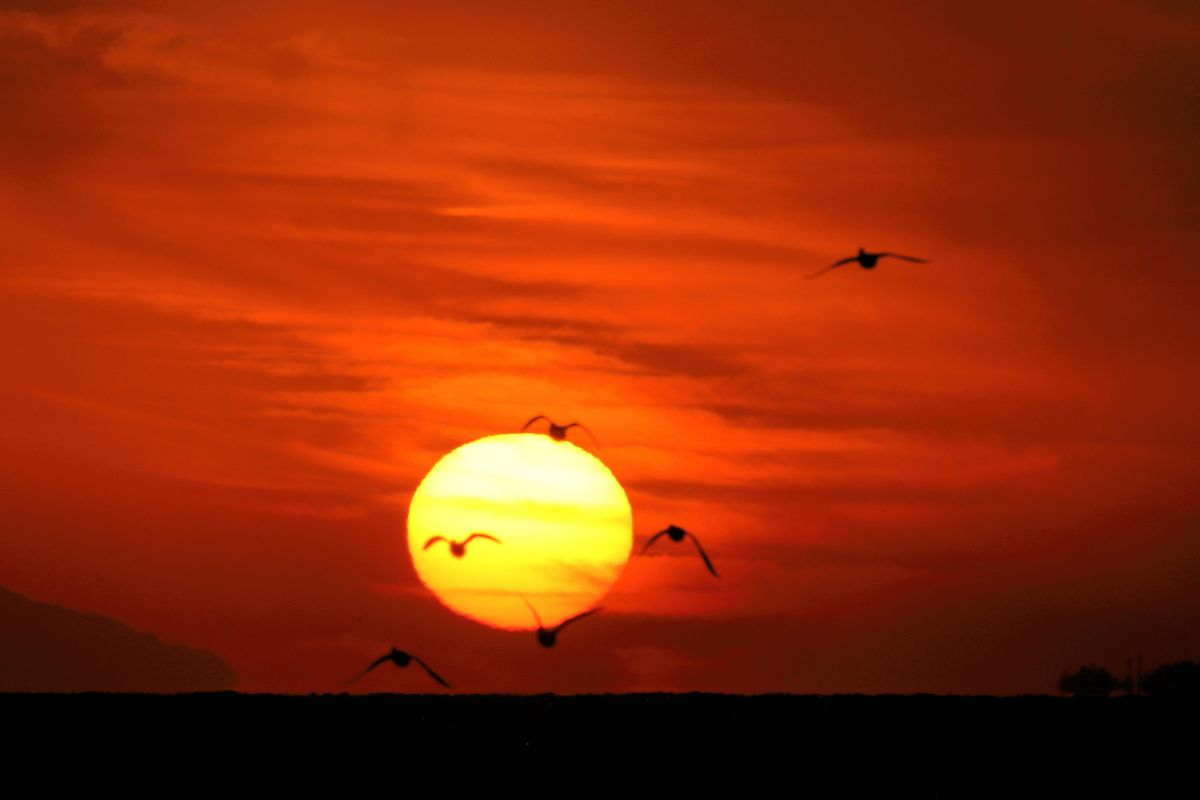 夕焼け鳥の休息 e49f7bf1fe4eec103682b2071e7aca