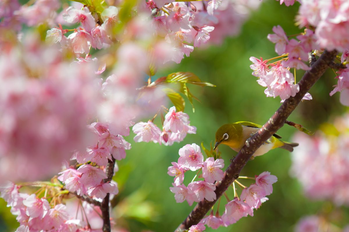 Spring colors | GANREF