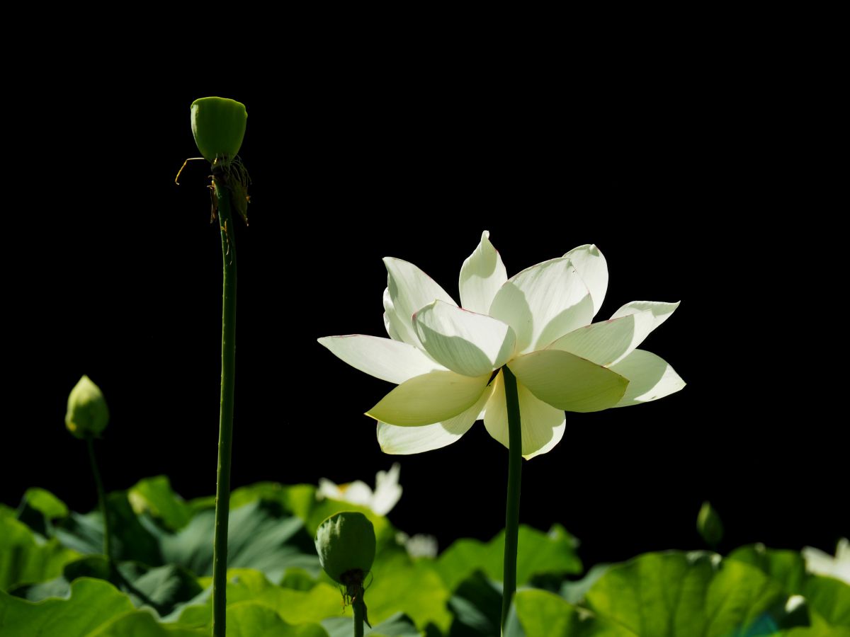 白蓮 植物 花 花びら Ganref