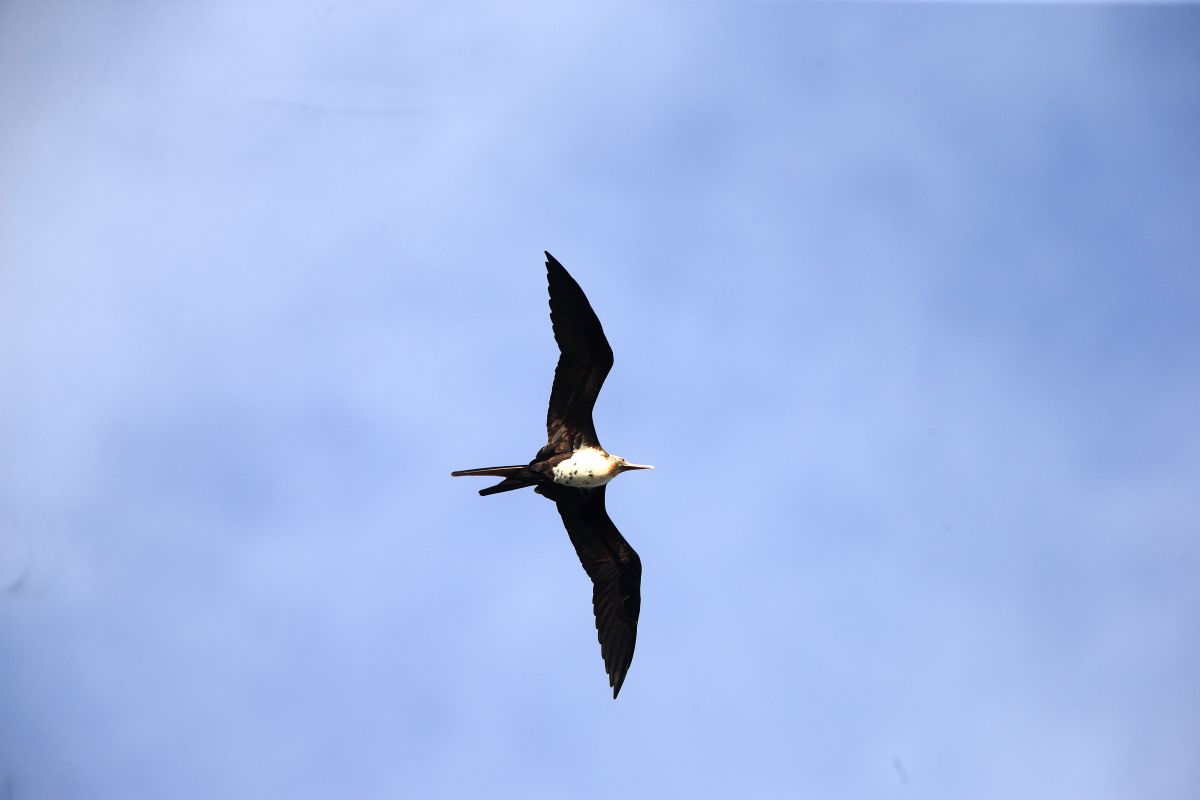 オオグンカンドリ GANREF