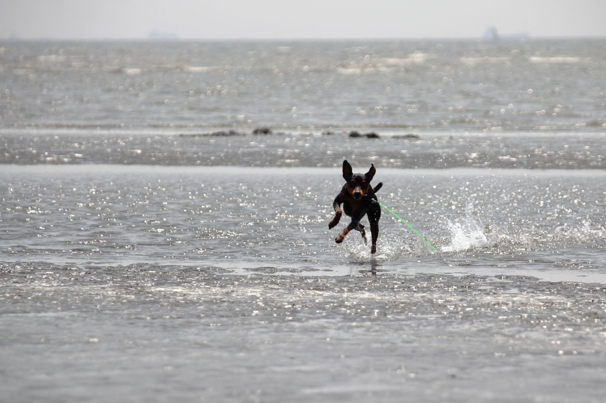 海の上を走る！？ GANREF