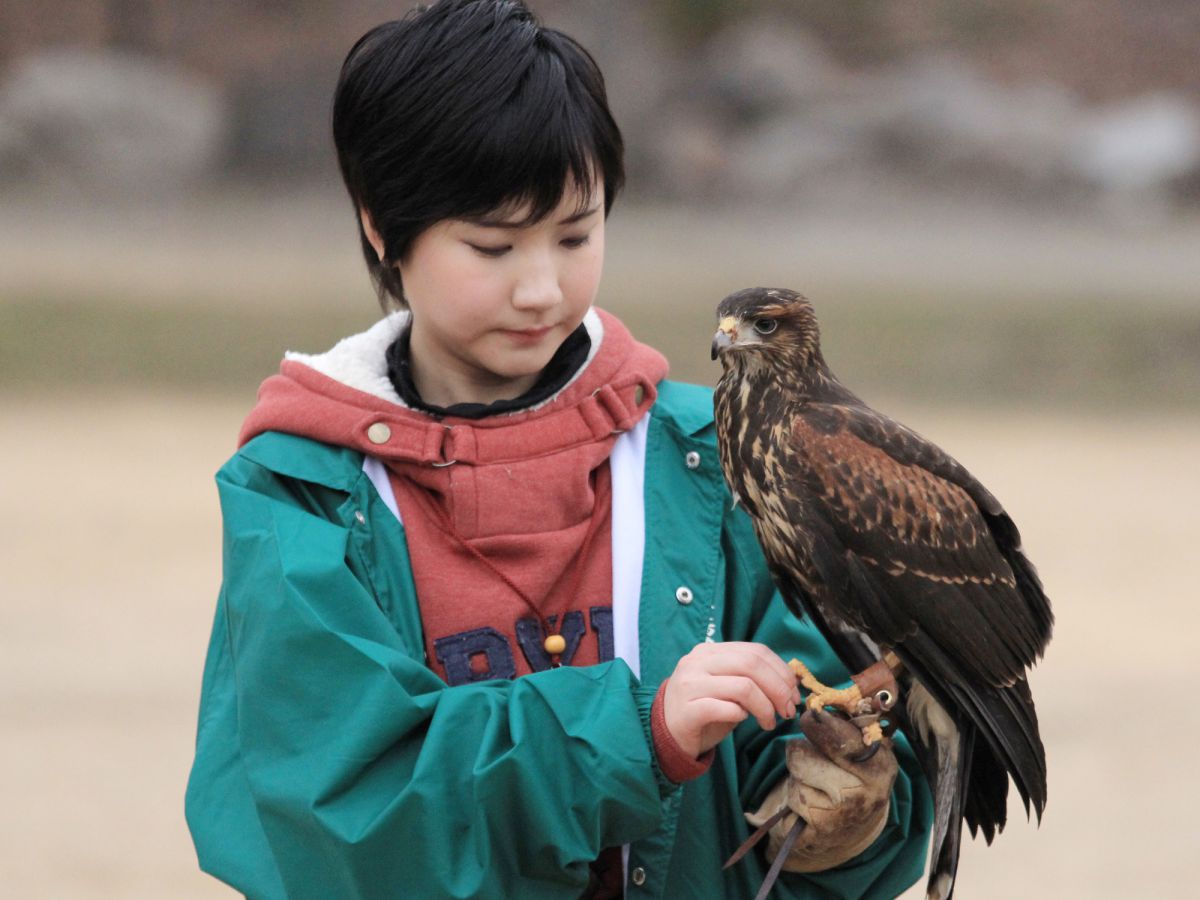 鷹と少女 | GANREF