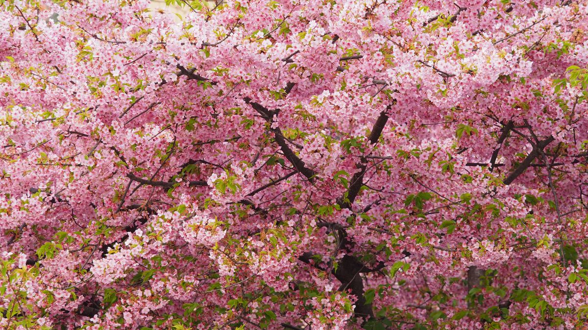 Pink harmony | GANREF