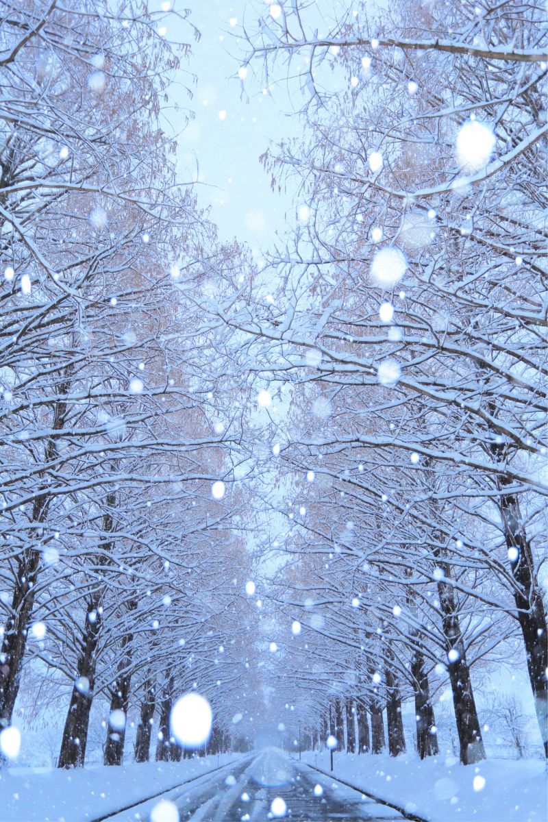 雪景 雪降るメタセコイヤ並木 | GANREF