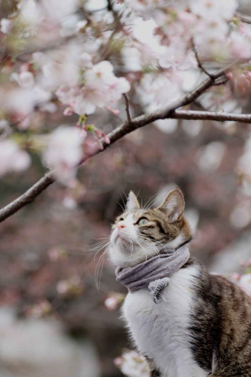 猫も花見 | GANREF