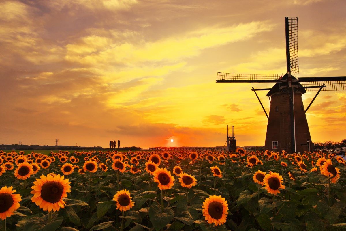 ひまわり畑と風車の夕暮れ | GANREF