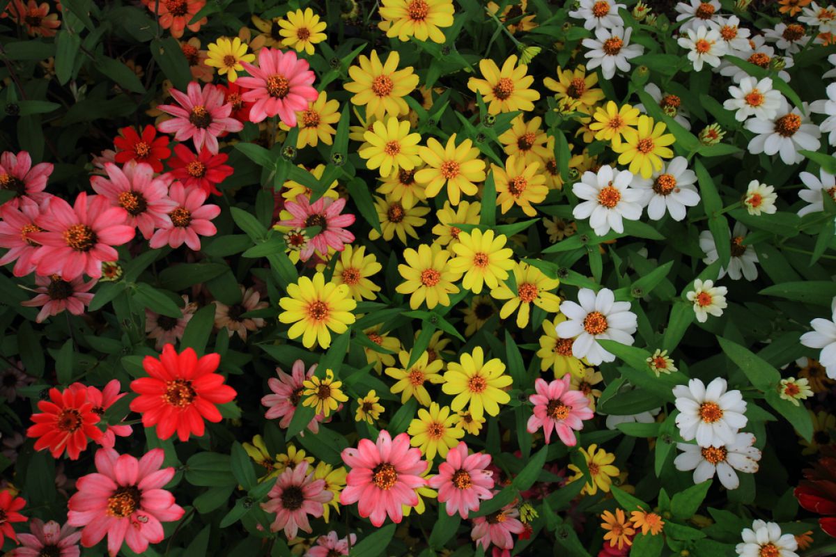 Colorful | GANREF
