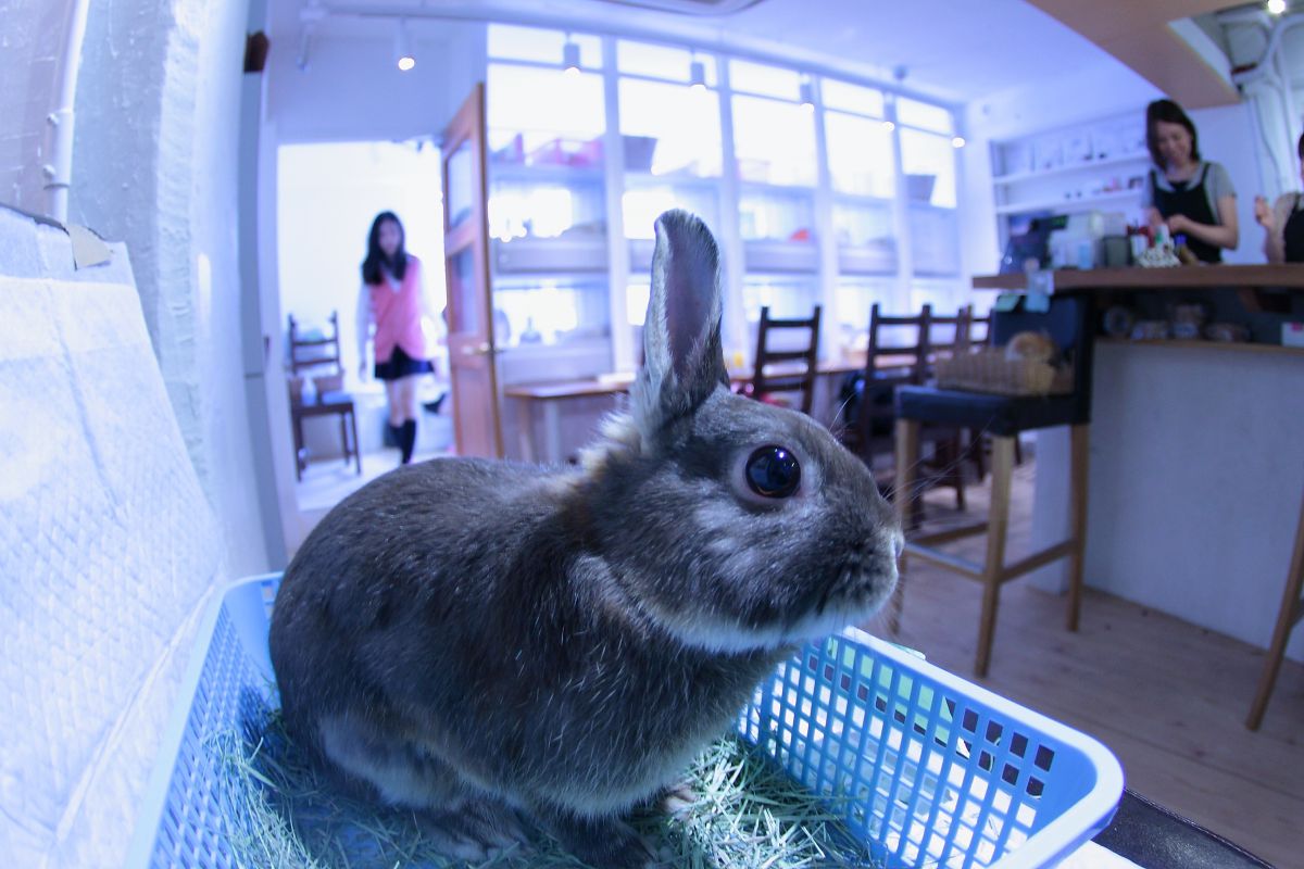 rabbit cafe GANREF