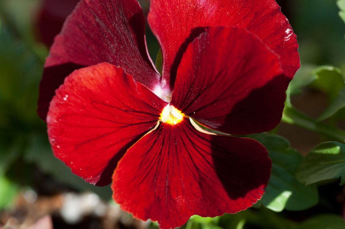 パンジー クランベリー GANREF