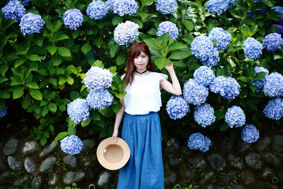 紫陽花　確認用 紫陽花 | GANREF