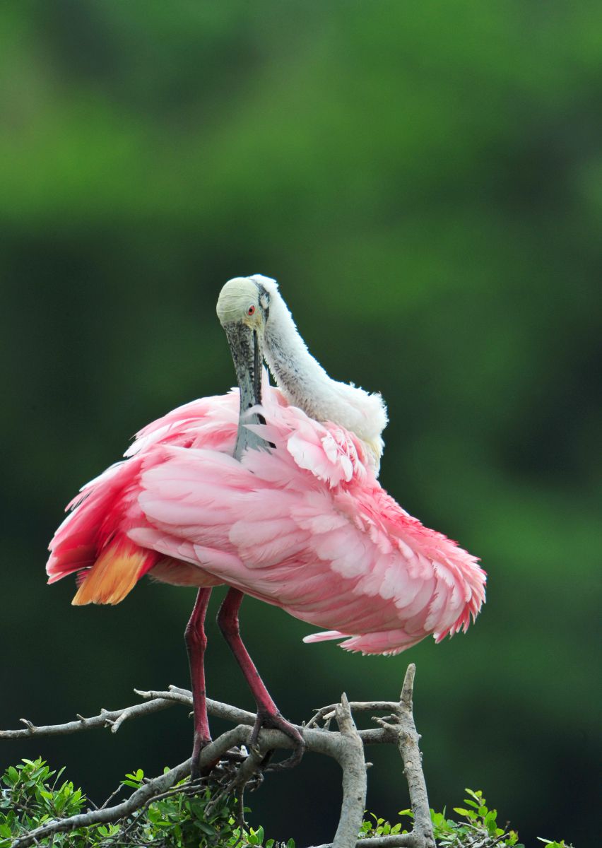 ピンクの鳥 ピンク色のロビン（Petroica rodinogaster）は、オーストラリア南東部