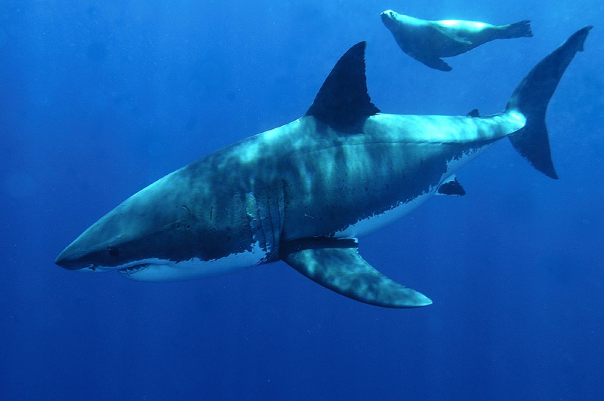 サメ Great White | GANREF