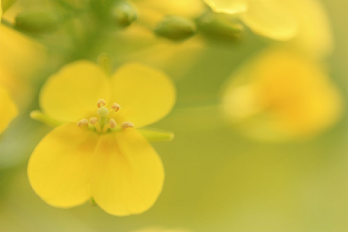 菜の花ページ 春の絶景壁紙＞のどかな菜の花の絶景をあなたの待ち受けに