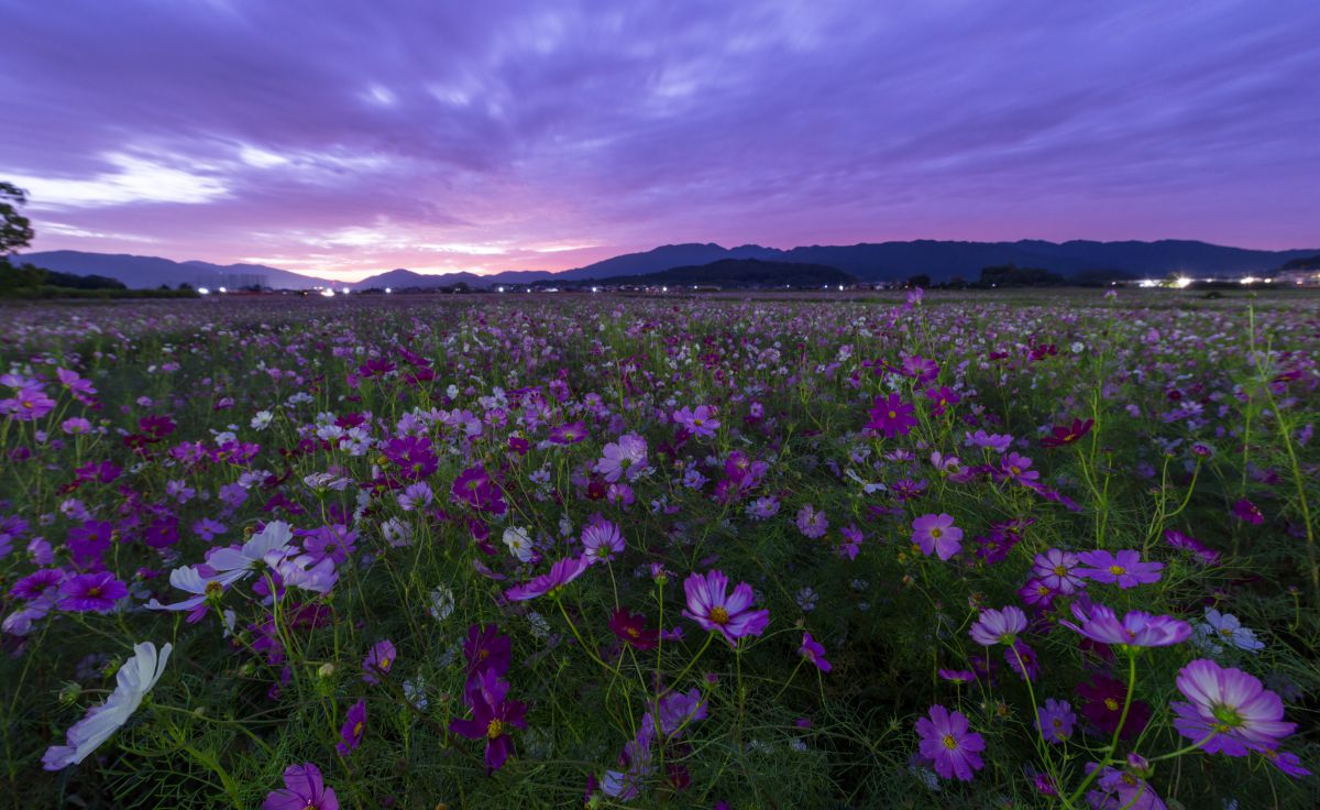 Dawn of flower garden | GANREF