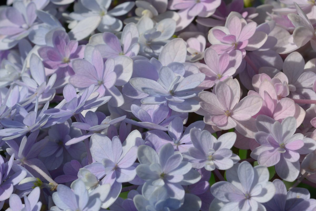 薄青紫と薄赤紫の同居 植物 花 花びら Ganref