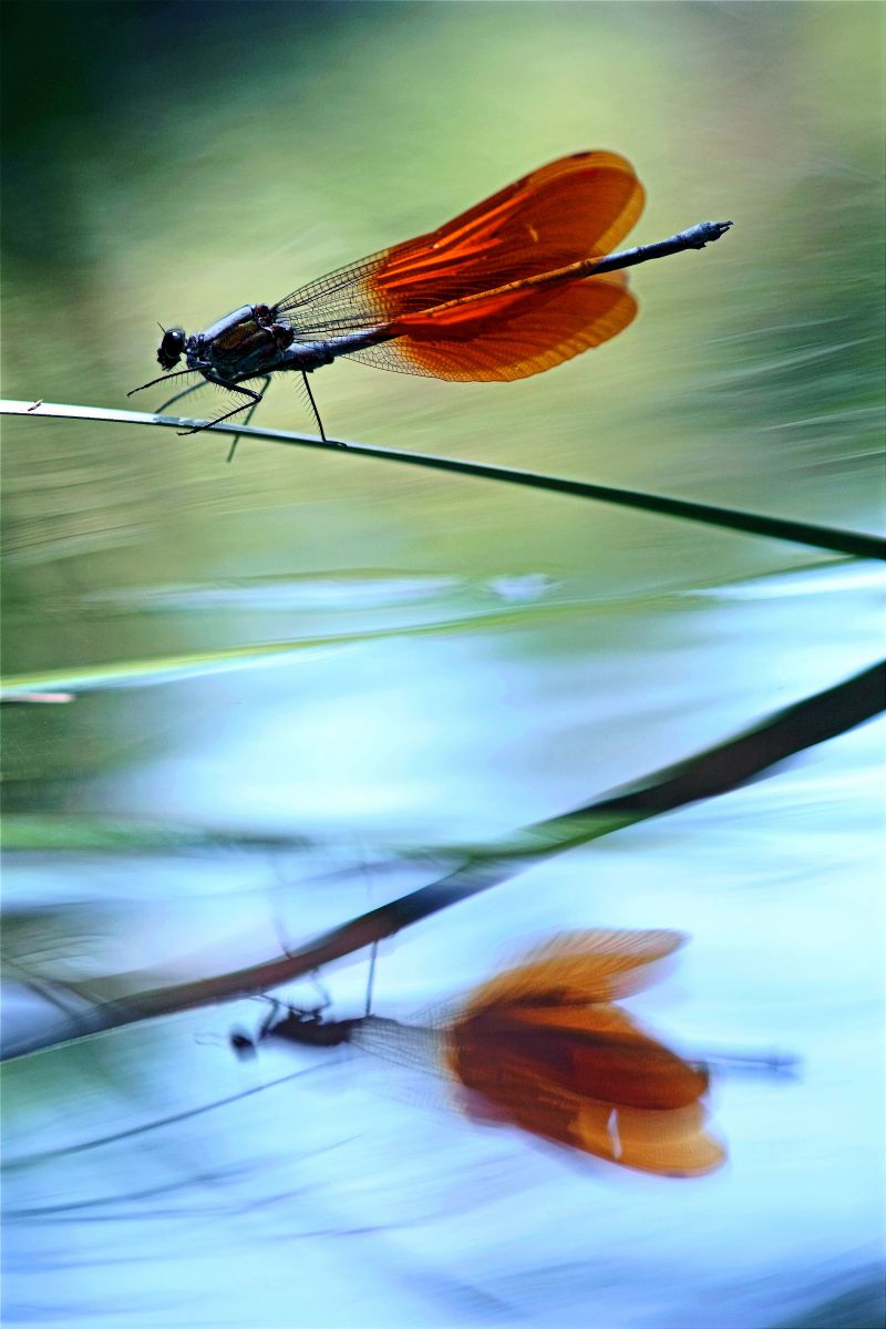 REFLECTION | GANREF