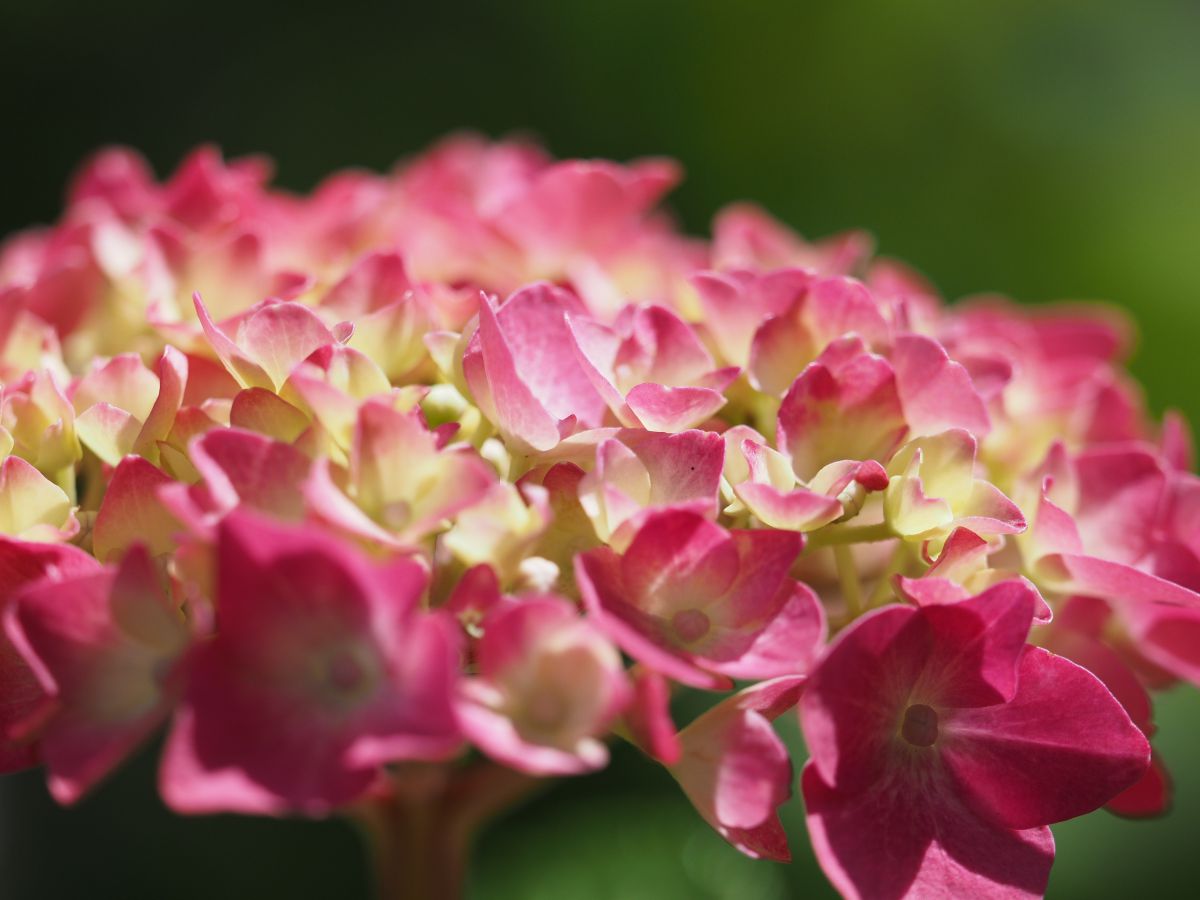 赤い紫陽花 Ganref