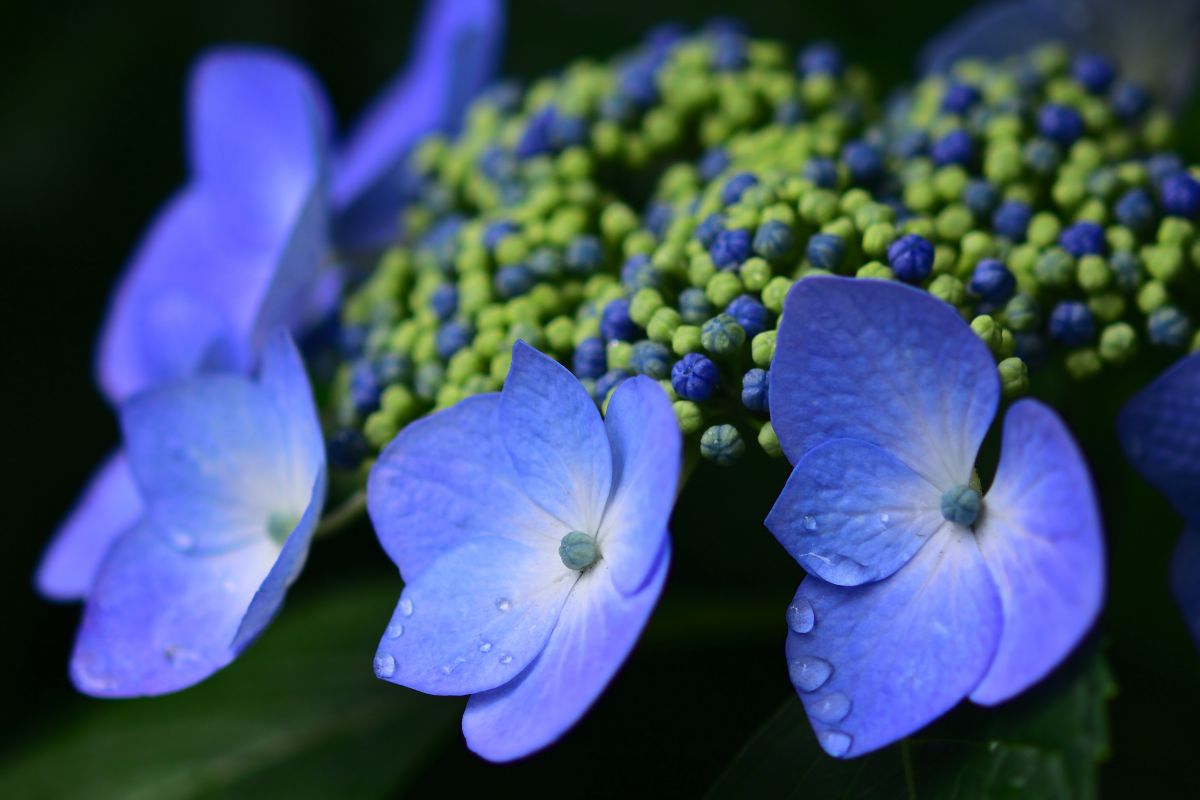 雨花ページ 3971b9831f4fa17fd4291a6866998f
