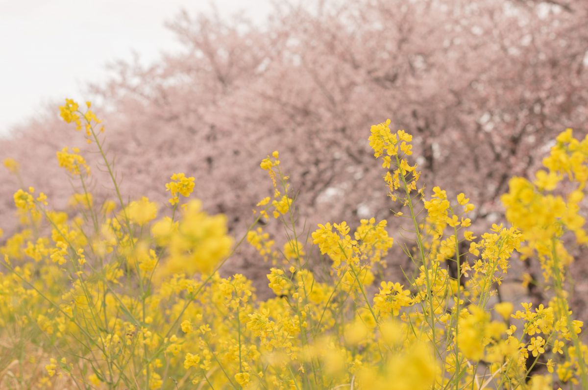 Yellow | GANREF