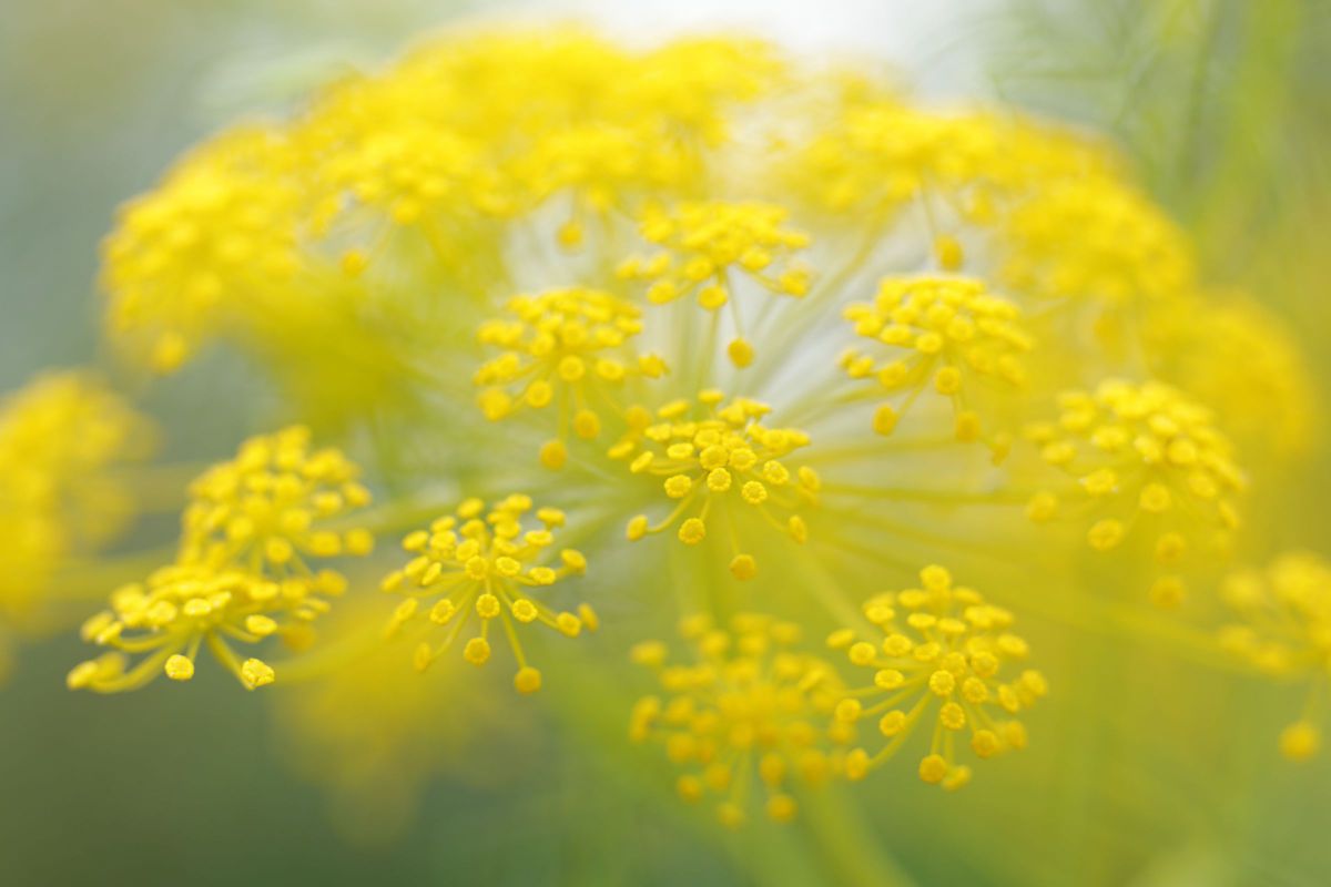Yellow | GANREF