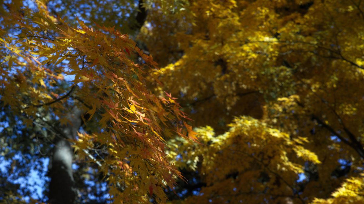 colors | GANREF