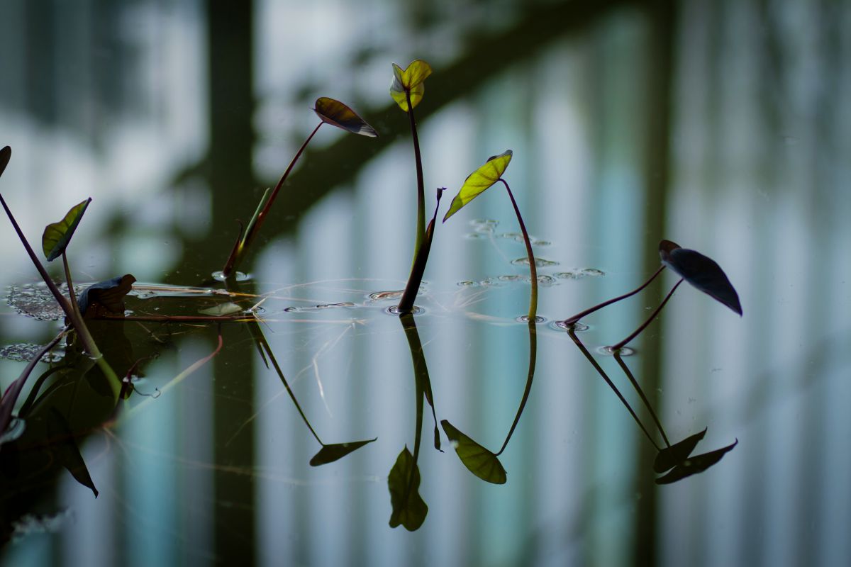 reflection | GANREF