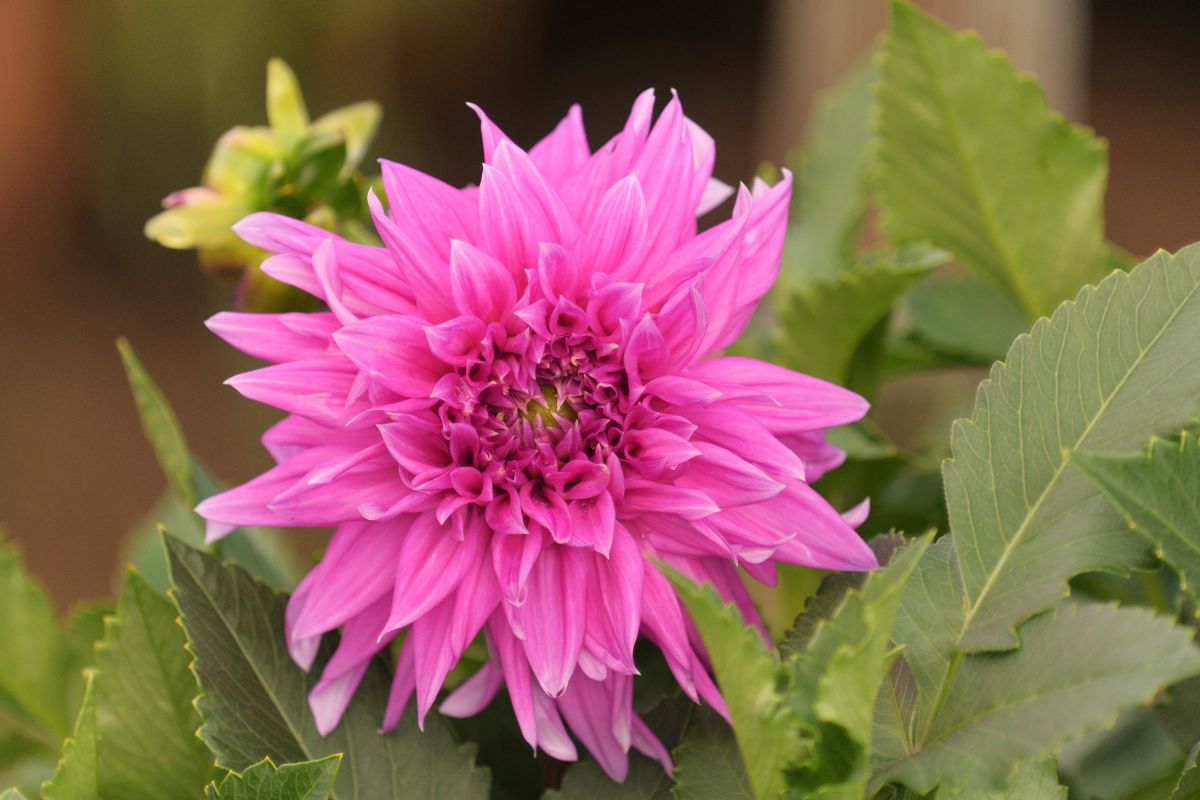 テンジクボタン 天竺牡丹 Ganref