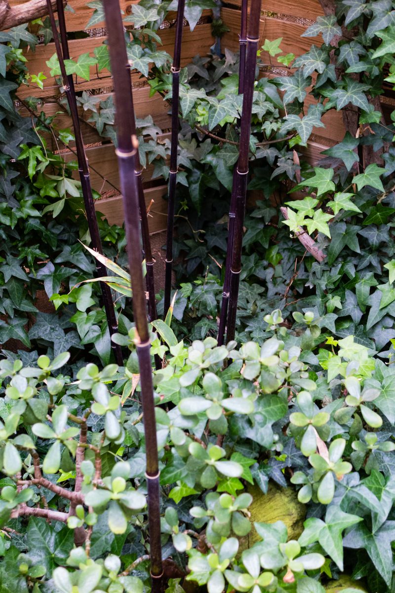 Black bamboo. | GANREF
